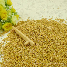 Yellow Broom Corn Millet (mijo amarillo)